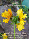Mutated Flower Radiation Coreopsis Fukushima Colette Dowell