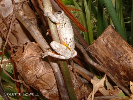 Tree Frogs amphibians snakes lizards solarium photograph by Colette Dowell