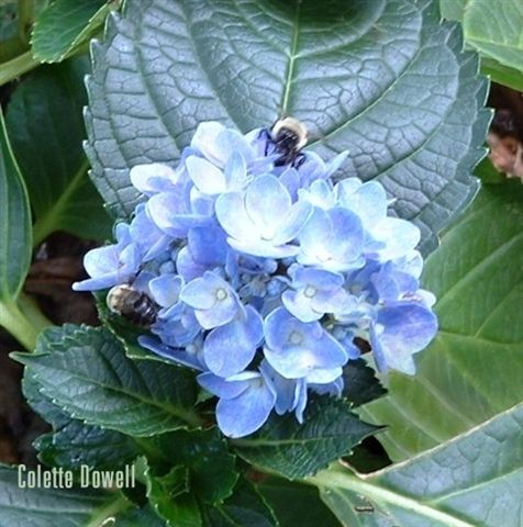 Honey Bee Helichrysum Squash Flower Organic Garden Heirloom Seeds Colette Dowell