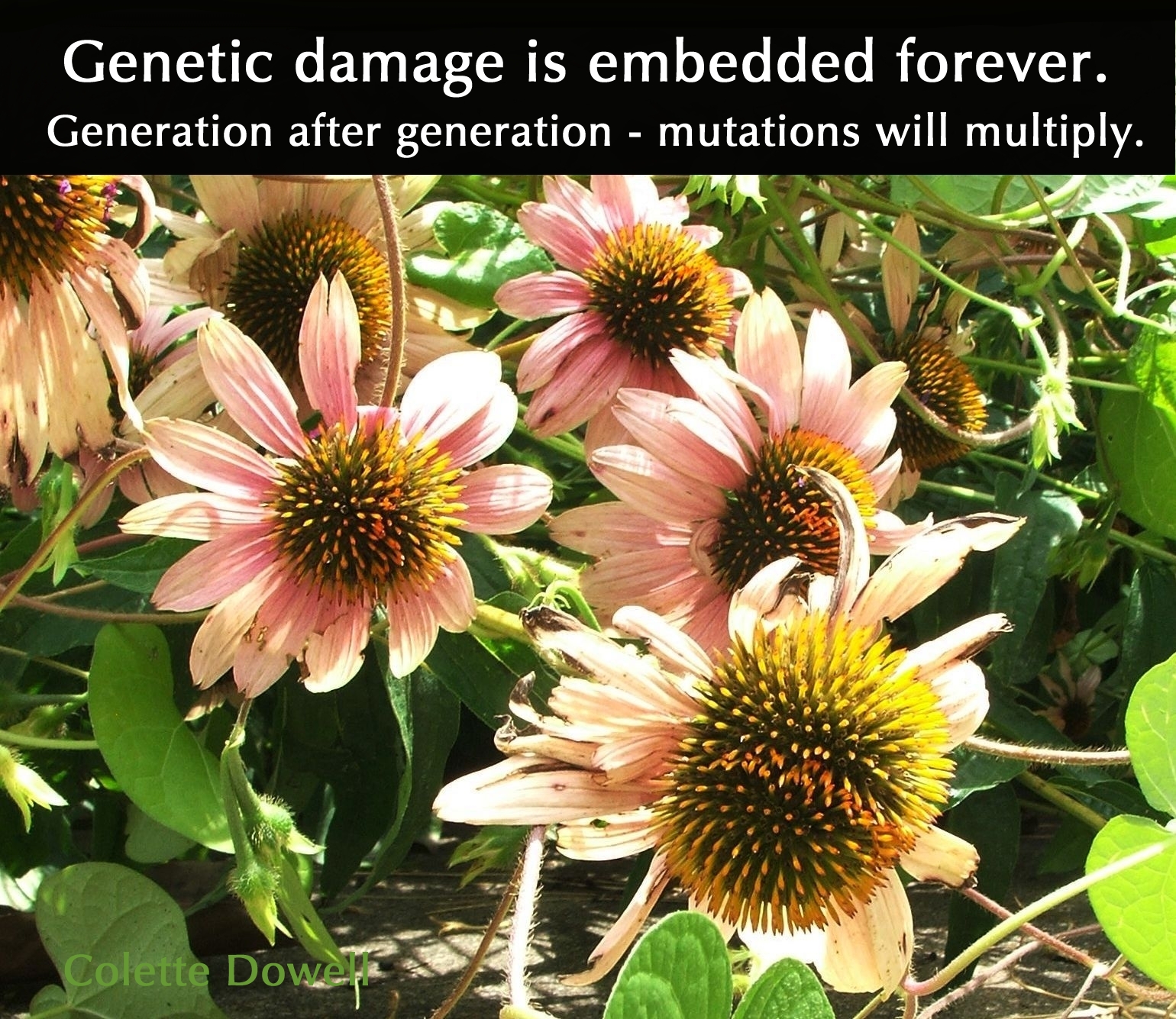 Mutated Flower Fukushima Radiation Echinacea Plant Deformed two coronas genetic damage forever